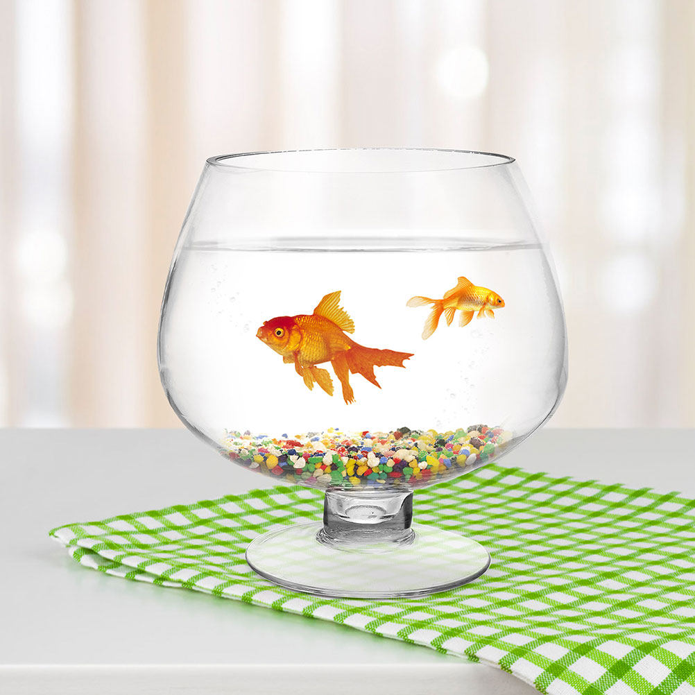 Planted Aquarium For Goldfish - 투명한 유리 재질의 베타 어항 2개
