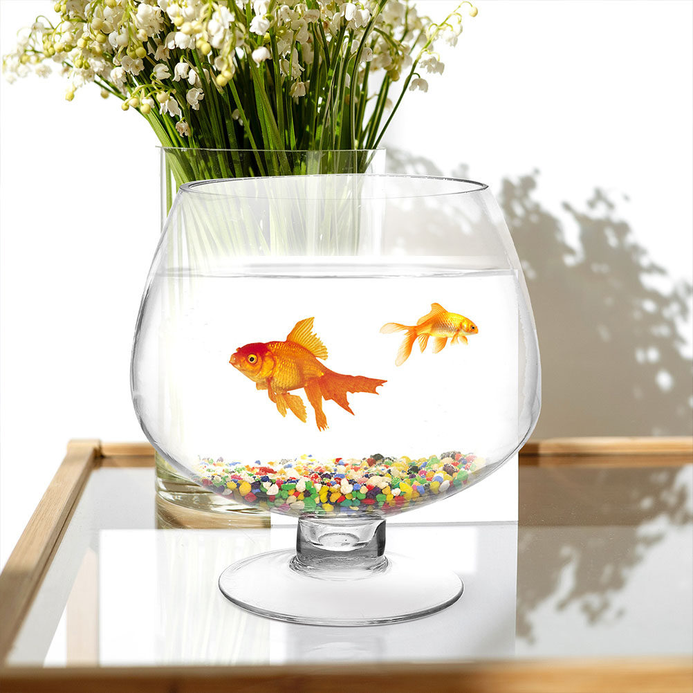 유리 어항 화병 소형 투명 데스크탑 수족관 베타 물고기 - Planted Aquarium Angelfish 리뷰 및 가격
