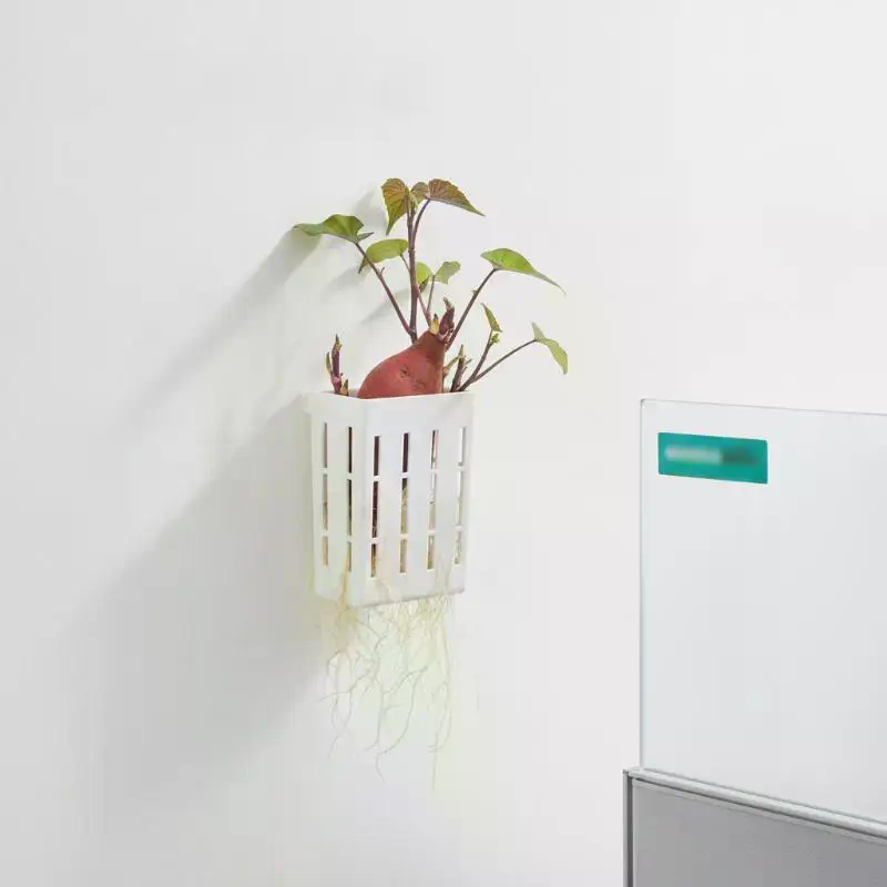 1개 수경재배 지지 바구니 어항 식물 재배 컵 수초 수 - Aquarium Planted 리뷰 및 가격