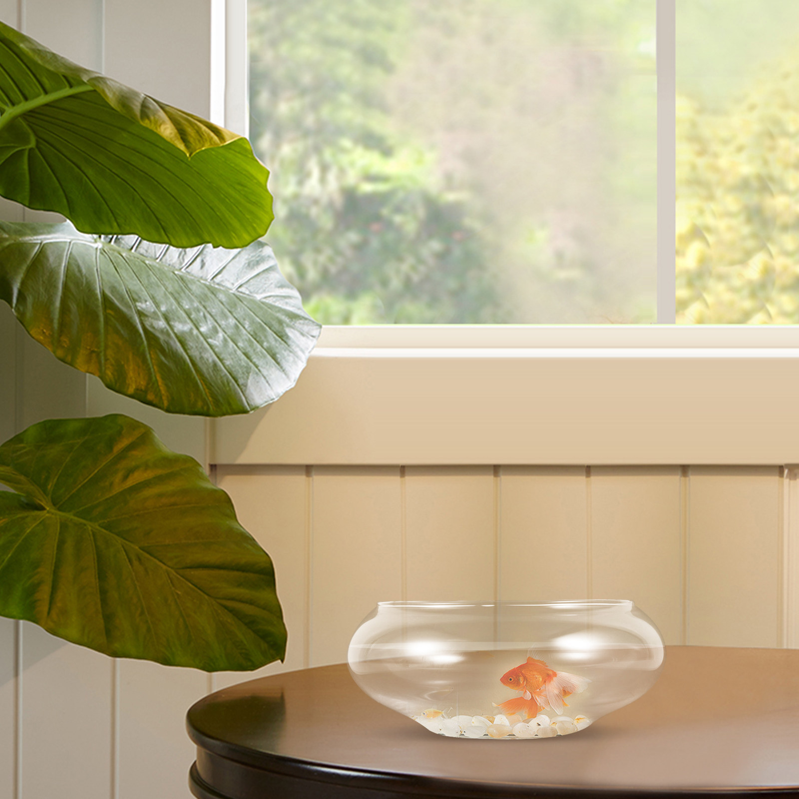 투명한 유리로 만든 둥근 모양의 어항으로, 금붕어, 수 - Planted Aquarium For Goldfish 리뷰 및 가격