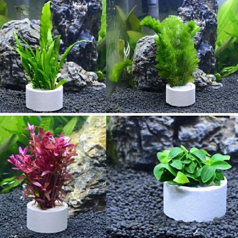 37ME 10Pcs 수족관 식물 고정 반지 세트 바구니 - Aquarium Planted Background 리뷰 및 가격