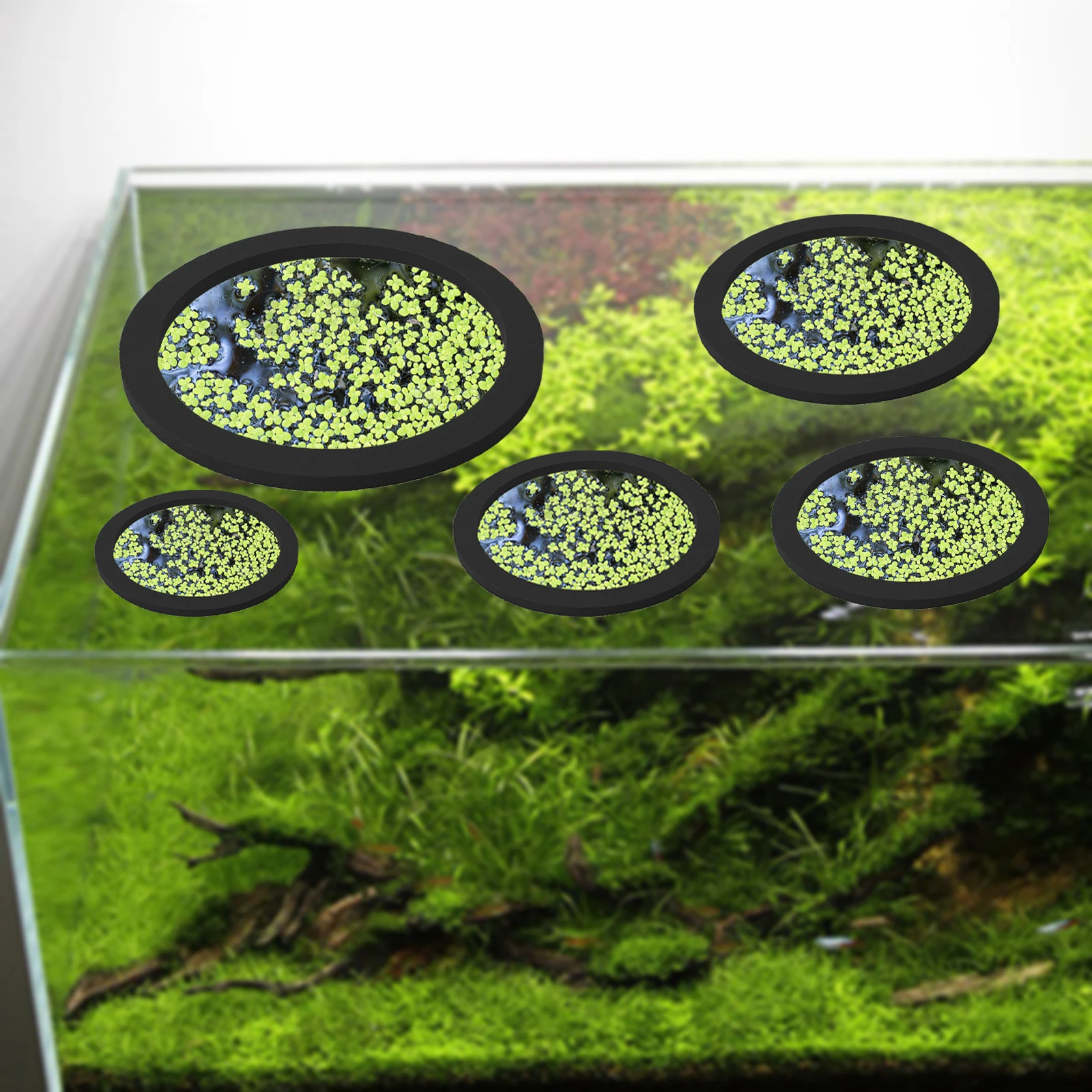 EVA 물고기 먹이 고리 수족관 플로팅 식물, 코랄 어 - Aquarium Planted 리뷰 및 가격