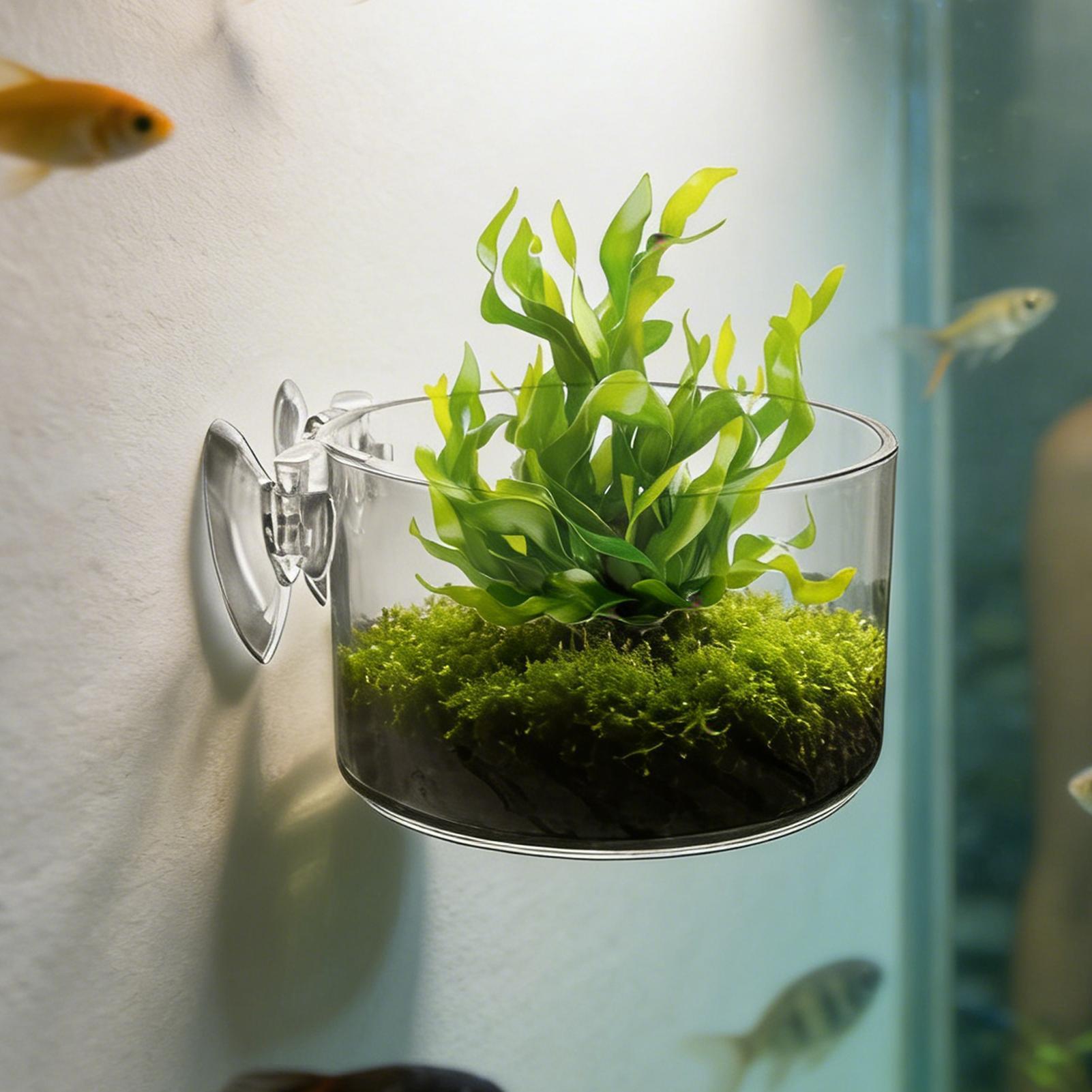 아크릴 수족관 식물 홀더, 투명 흡착 컵 화분, 수생  - Aquarium Planted Background 리뷰 및 가격