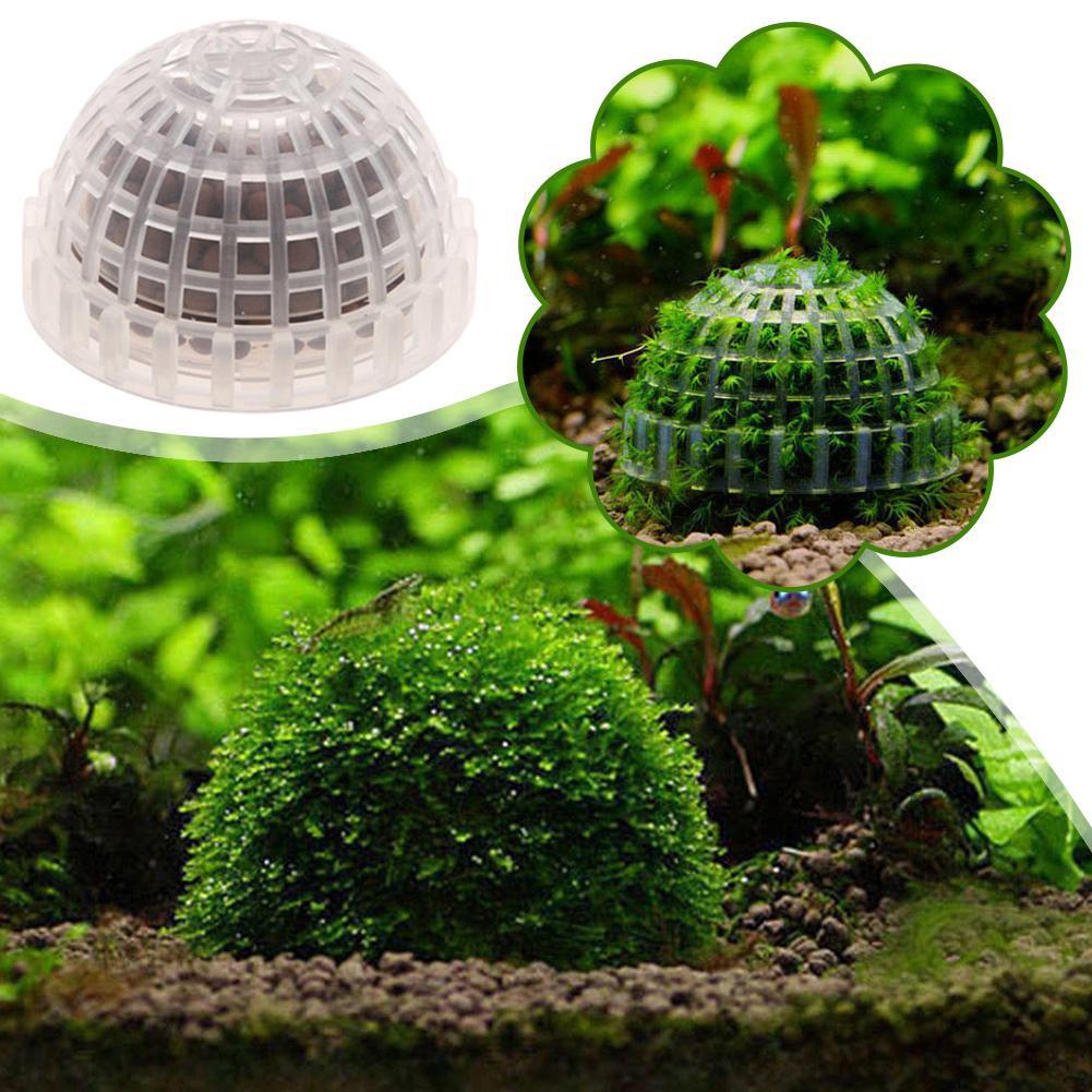 수족관 장식 식물 바이오 모스 볼 홀더 수족관 크리스탈 - Aquarium Plant Red 리뷰 및 가격