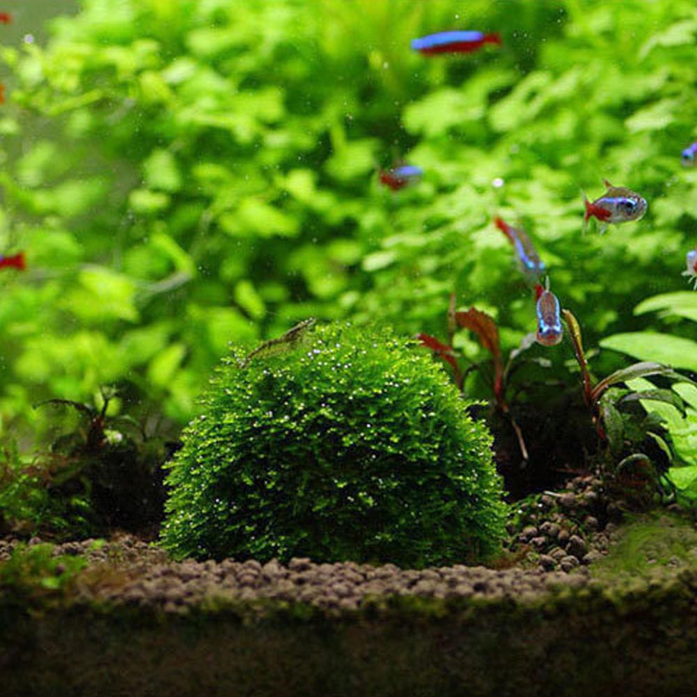 수족관 장식 식물 바이오 모스 볼 홀더 수족관 크리스탈 - Aquarium Plant Red 리뷰 및 가격